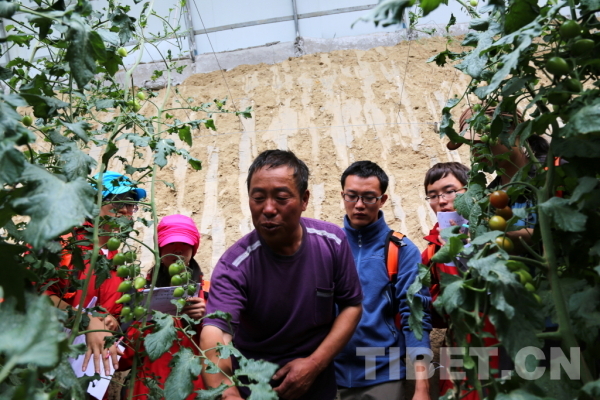 蔬菜基地的技术人员向队员们介绍圣女果种植技术。